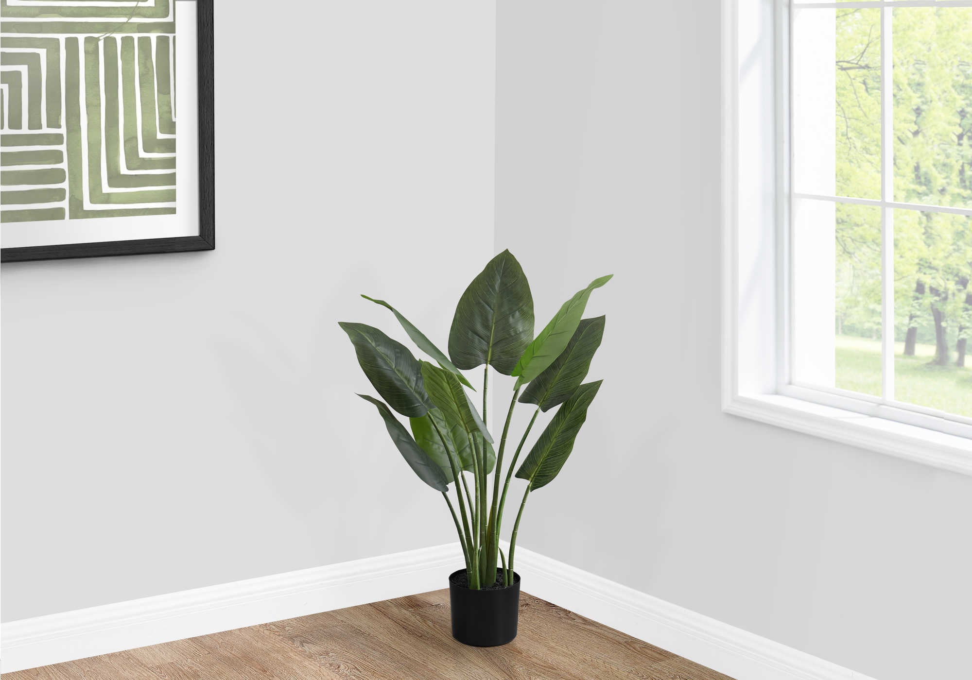 AUREUM D'INTÉRIEUR 37"H / EN POT DE 6"
