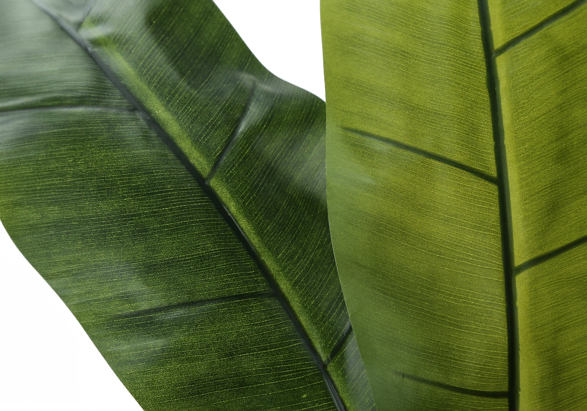 ARTIFICIAL PLANT - 55"H / INDOOR BANANA TREE IN A 6" POT
