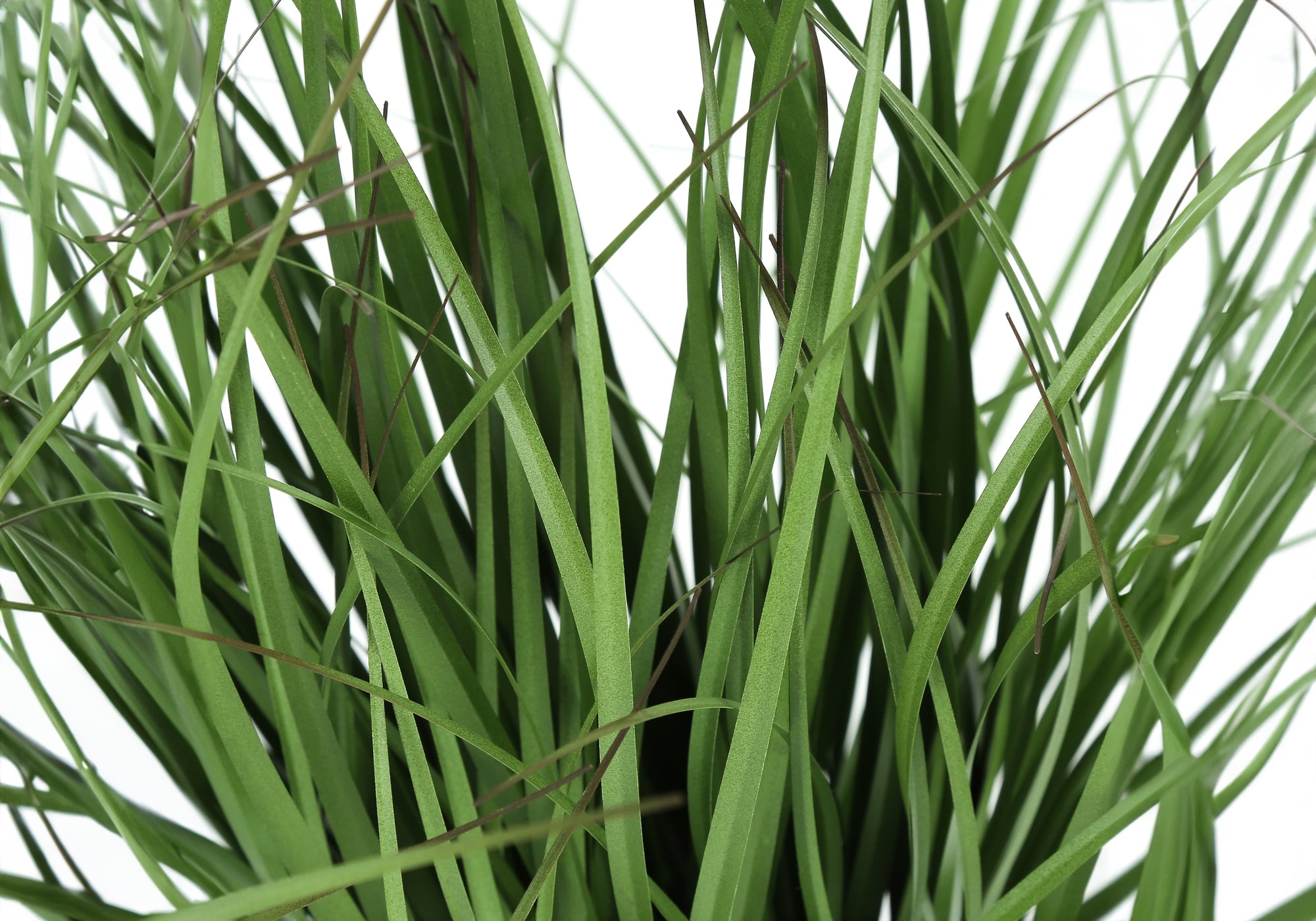 ARTIFICIAL PLANT - 23"H / INDOOR GRASS IN A 4" POT