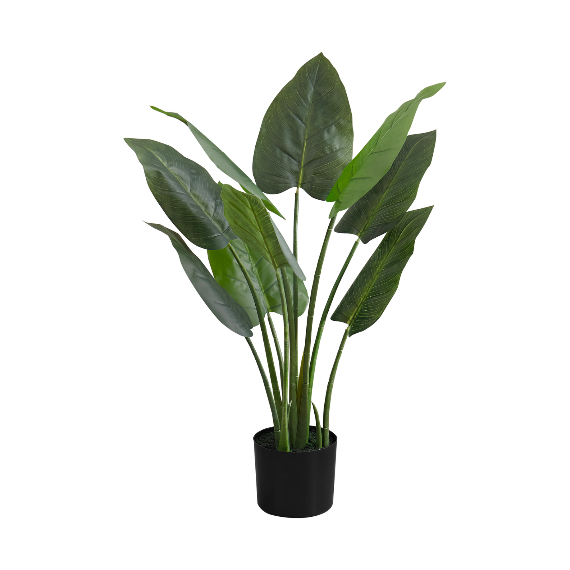 AUREUM D'INTÉRIEUR 37"H / EN POT DE 6"