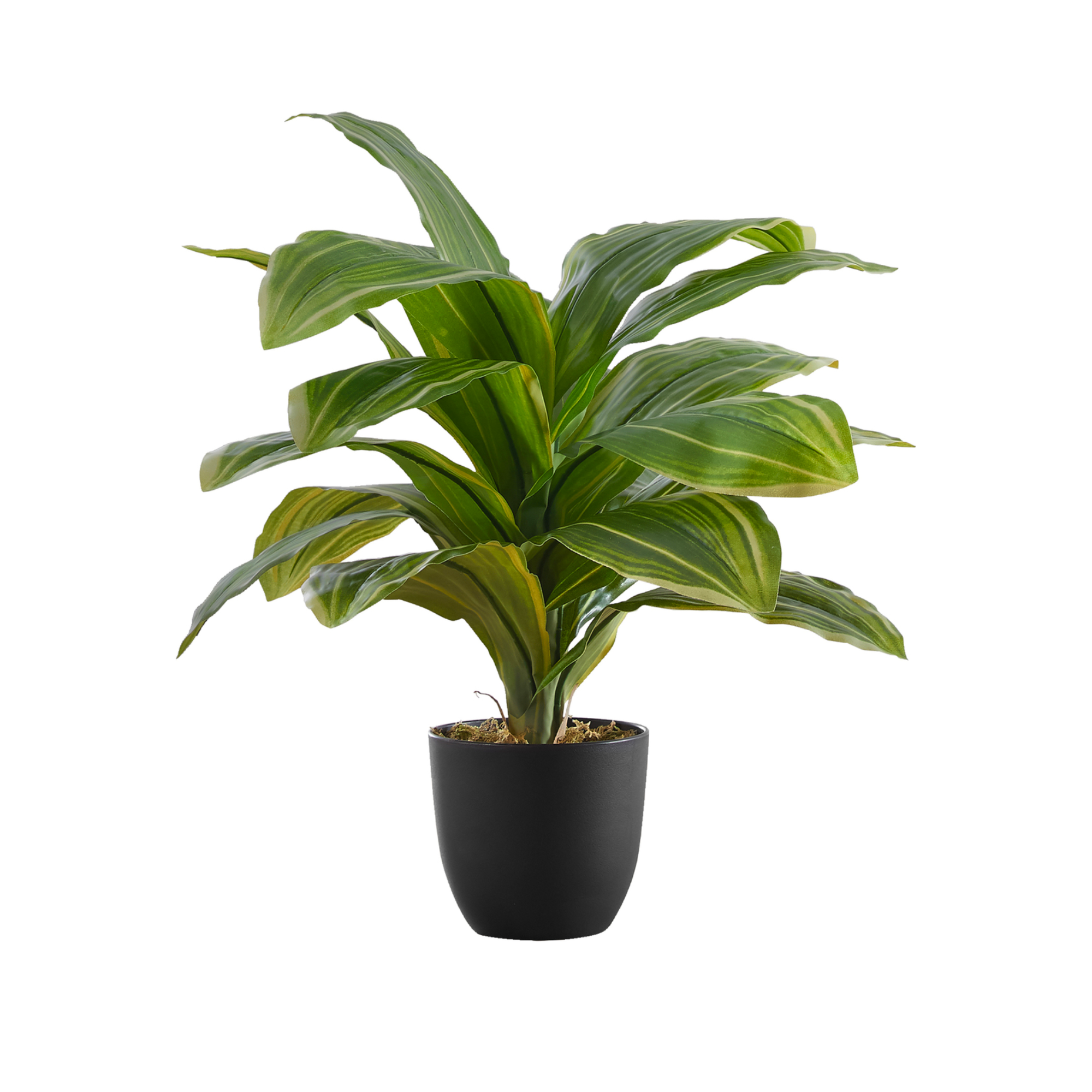 PLANTE ARTIFICIELLE - 43 cm de hauteur / DRACAENA D'INTÉRIEUR EN POT DE 10 cm