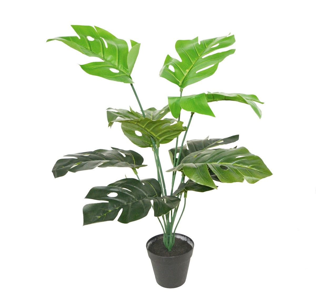 FLOWER POT PHILODENDRON