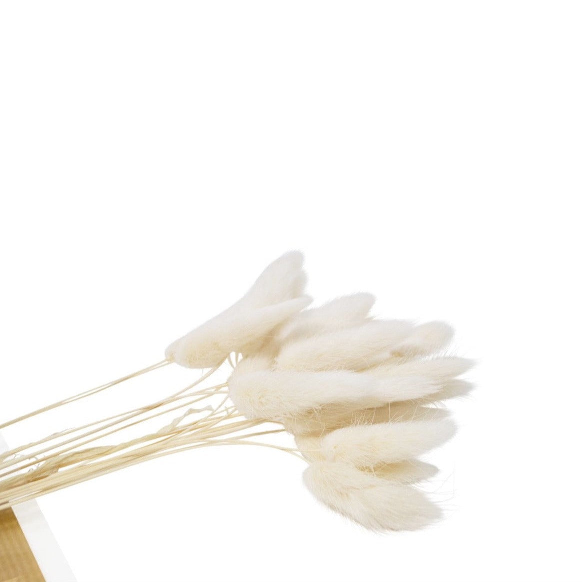 DRIED RABBIT TAIL WHITE