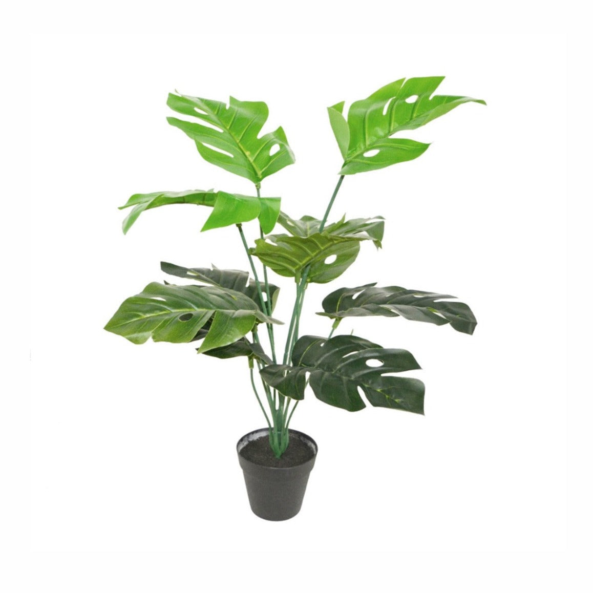 FLOWER POT PHILODENDRON